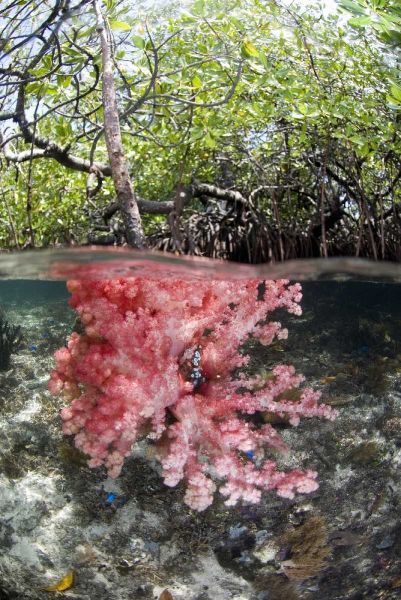 Indonesia, Misool Islands Coral amid mangroves